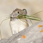 shutterstock_71354635