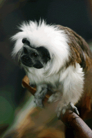 tamarin-e1278600342240