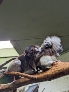 two baby cotton top tamarins on adult tamarins back